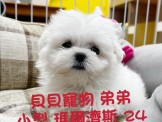 點選圖片可放大