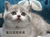 點選圖片可放大