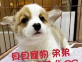 點選圖片可放大
