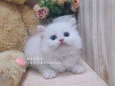 點選圖片可放大