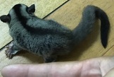 點選圖片可放大