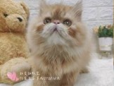 點選圖片可放大