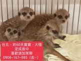 點選圖片可放大