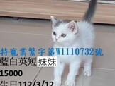 點選圖片可放大