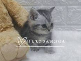 點選圖片可放大