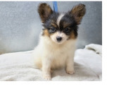 蝴蝶犬：彰化蝴蝶犬專賣店～可愛～幼犬