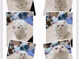 點選圖片可放大