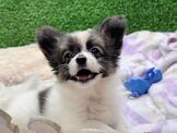 蝴蝶犬：彰化蝴蝶犬專賣店～可愛～幼犬