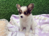 彰化蝴蝶犬專賣店～可愛～幼犬