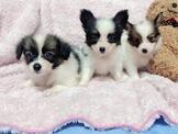蝴蝶犬：彰化蝴蝶犬專賣店～可愛～幼犬