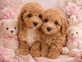 府城名犬舍❤️ 雪白棉花糖 泰迪熊