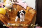 點選圖片可放大