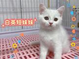 點選圖片可放大