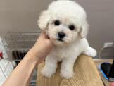 府城名犬舍❤️ 雪白棉花糖 泰迪熊