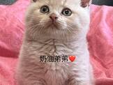 點選圖片可放大