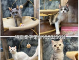 點選圖片可放大