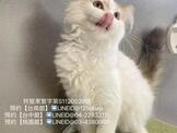 點選圖片可放大