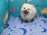 點選圖片可放大