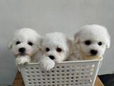 點選圖片可放大