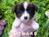 點選圖片可放大