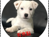 點選圖片可放大