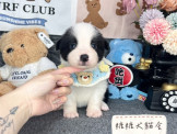 點選圖片可放大
