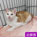 點選圖片可放大