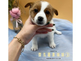 府城名犬舍❤️超夯傑克羅素寶寶～