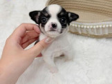 泰迪幼犬寵物犬舍❤️頂級短毛吉娃娃寶寶