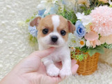 泰迪幼犬寵物犬舍❤️頂級短毛吉娃娃寶寶