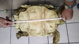 點選圖片可放大
