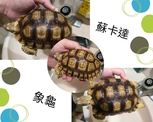 蘇卡達陸龜