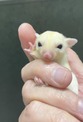 點選圖片可放大