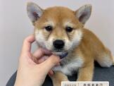 府城名犬舍~黑柴寶 赤柴  白柴
