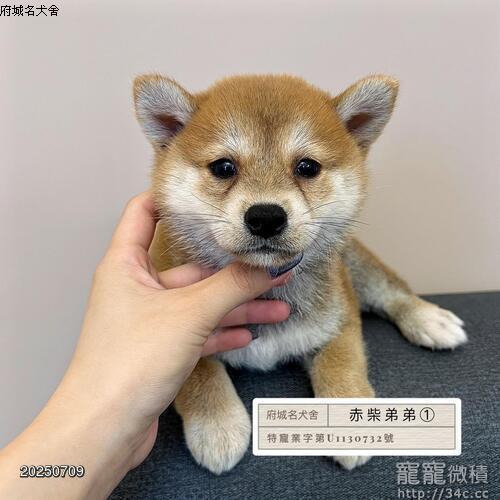 府城名犬舍~黑柴寶赤柴白柴,賣柴犬- 寵寵微積手機版