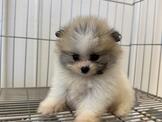 博美犬 松鼠博美 花博美 赤色博美
