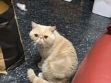 點選圖片可放大
