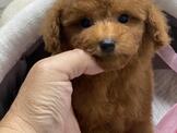 日系玩具型紅貴賓弟弟來嚕（優美犬舍）
