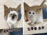 點選圖片可放大