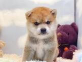 頂級寵物店-柴犬