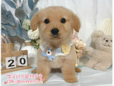 黃金獵犬:黃金獵犬-樂芙幼犬寵物犬舍