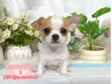 吉娃娃:吉娃娃幼犬-樂芙幼犬寵物犬舍