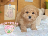 點選圖片可放大
