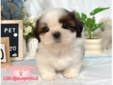 西施:西施幼犬-樂芙幼犬寵物犬舍