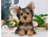 約克夏:約克夏幼犬-樂芙幼犬寵物犬舍