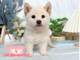 柴犬幼犬-樂芙幼犬寵物犬舍