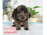 長毛臘腸幼犬-樂芙幼犬寵物犬舍