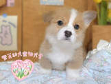 點選圖片可放大