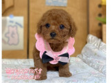 紅貴賓幼犬-樂芙幼犬寵物犬舍