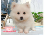 日系狐狸幼犬-樂芙幼犬寵物犬舍